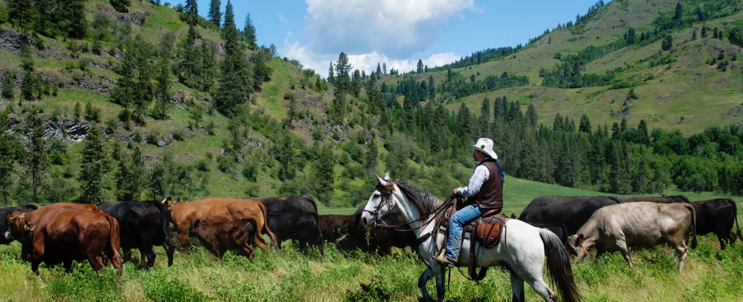 Bull Hill Ranch, Kettle Falls, WA