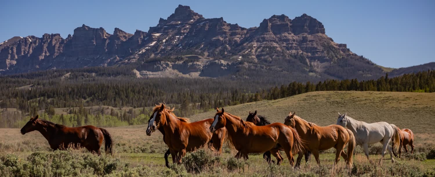 Absaroka Ranch, Dubois, WY